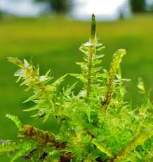 Attēlu rezultāti vaicājumam “Calliergon giganteum”