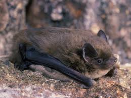 Attēlu rezultāti vaicājumam “Pipistrellus nathusii”