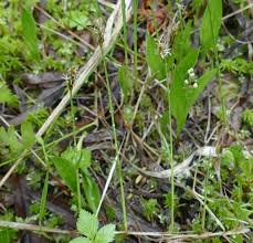 Attēlu rezultāti vaicājumam “Carex chordorrhiza”