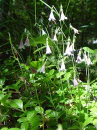 Attēlu rezultāti vaicājumam “Linnaea borealis”