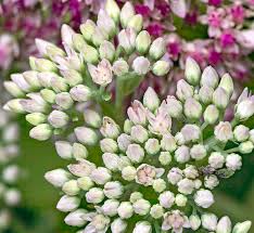 Attēlu rezultāti vaicājumam “Hylotelephium telephium flower”