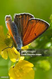 Attēlu rezultāti vaicājumam “Lycaena hippothoe male”