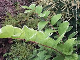 Attēlu rezultāti vaicājumam “Polygonatum odoratum leaf”