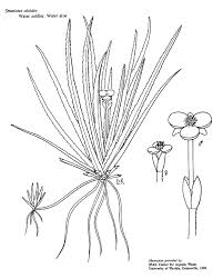 Attēlu rezultāti vaicājumam “Stratiotes aloides flower”