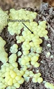 Attēlu rezultāti vaicājumam “Diderma ochraceum plasmodium”