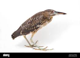 Image result for Nycticorax nycticorax