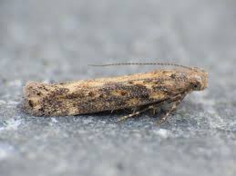 Attēlu rezultāti vaicājumam “Gelechia scotinella”