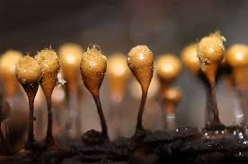 Attēlu rezultāti vaicājumam “Hemitrichia sordivesiculosa macro”