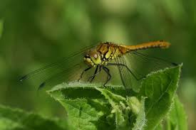 Attēlu rezultāti vaicājumam “Sympetrum sanguineum female”
