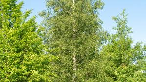 Attēlu rezultāti vaicājumam “Betula pendula”