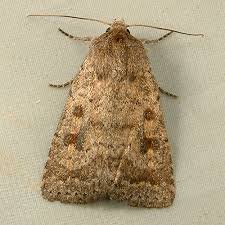 Attēlu rezultāti vaicājumam “Caradrina morpheus”