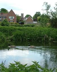 Image result for Bury St Edmund Shuttlers