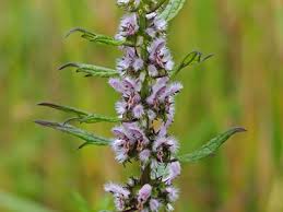 Attēlu rezultāti vaicājumam “Leonurus cardiaca flower”