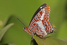 Image result for Papilionoidea