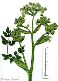 Attēlu rezultāti vaicājumam “Angelica sylvestris”