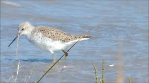 Attēlu rezultāti vaicājumam “Tringa stagnatilis adult”