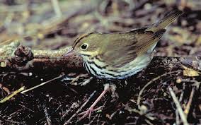 Image result for Seiurus aurocapilla