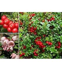 Attēlu rezultāti vaicājumam “Vaccinium vitis-idaea fruit”