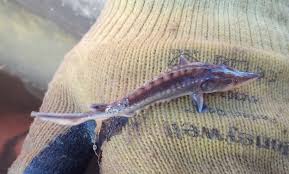 Image result for Acipenser oxyrinchus oxyrinchus