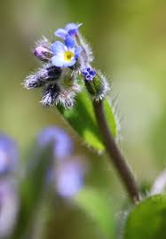 Attēlu rezultāti vaicājumam “Myosotis ramosissima flower”