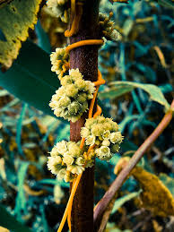 Attēlu rezultāti vaicājumam “Cuscuta europaea flower”