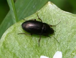 Attēlu rezultāti vaicājumam “Amara sp.”