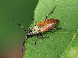 Attēlu rezultāti vaicājumam “Pseudovadonia livida”