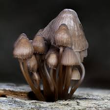 Attēlu rezultāti vaicājumam “Mycena stipata”