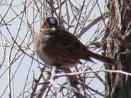 Image result for Emberiza leucocephalos