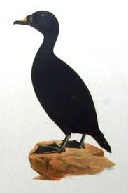 Attēlu rezultāti vaicājumam “Melanitta nigra male”