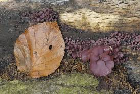 Attēlu rezultāti vaicājumam “Ascocoryne sarcoides”