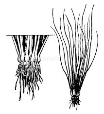 Attēlu rezultāti vaicājumam “Isoetaceae”