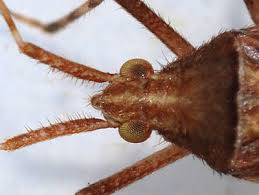 Attēlu rezultāti vaicājumam “Phytocoris varipes”