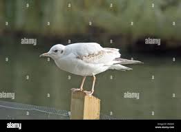 Attēlu rezultāti vaicājumam “Larus ridibundus juvenile”