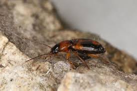 Attēlu rezultāti vaicājumam “Badister bullatus”