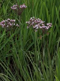 Attēlu rezultāti vaicājumam “Butomus umbellatus flower”