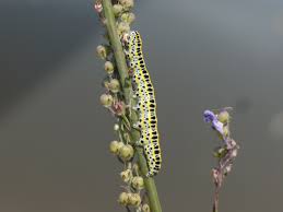 Attēlu rezultāti vaicājumam “Calophasia lunula larva”