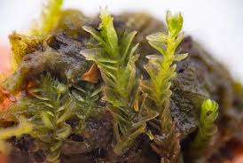 Attēlu rezultāti vaicājumam “Cephaloziella hampeana”