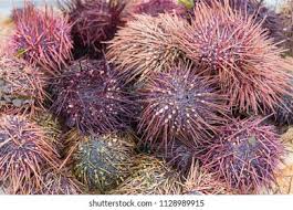 Image result for Mesocentrotus franciscanus