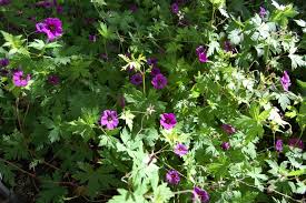 Attēlu rezultāti vaicājumam “Geranium palustre fruit”