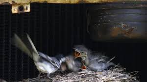 Attēlu rezultāti vaicājumam “Motacilla alba nest”