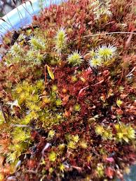 Attēlu rezultāti vaicājumam “Ceratodon purpureus sporophyte”