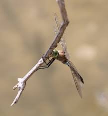 Attēlu rezultāti vaicājumam “Anax parthenope”