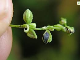 Attēlu rezultāti vaicājumam “Fallopia convolvulus fruit”