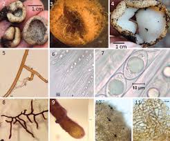Attēlu rezultāti vaicājumam “Geopora arenicola”