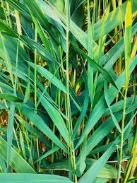 Attēlu rezultāti vaicājumam “Phragmites communis leaf”