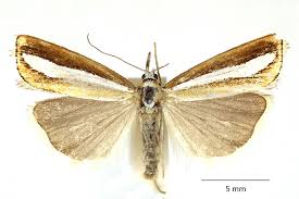 Attēlu rezultāti vaicājumam “Catoptria margaritella”