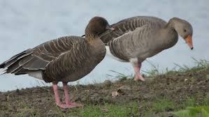Attēlu rezultāti vaicājumam “Anser brachyrhynchus”