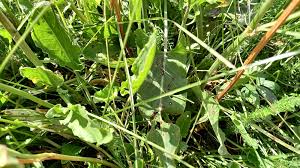 Attēlu rezultāti vaicājumam “Rumex thyrsiflorus”