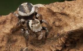 Attēlu rezultāti vaicājumam “Evarcha falcata male”